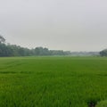 Tages the green rice plants in Indonesia