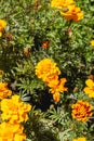 Tagete plant, known as Tagetes patula L. It belongs to the plant family Asteraceae, located in several gardens