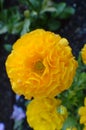 Tagetes patula French marigold Bonanza flowers Royalty Free Stock Photo
