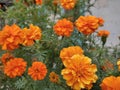 Tagetes erecta, Cempazuchitl or Mexican Marygold, is a species of flowering plant in the genus Tagetes native to Mexico Royalty Free Stock Photo