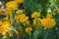 Tagetes erecta, commonly called tagete Royalty Free Stock Photo