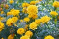 Tagetes erecta, commonly called tagete Royalty Free Stock Photo