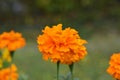 Tagetes erecta flower in orange
