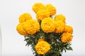 Tagetes Erecta known as Cempasuchil yellow