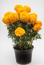 Tagetes Erecta known as Cempasuchil yellow full Royalty Free Stock Photo