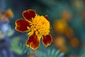 Tagetes erecta (marigolds) Royalty Free Stock Photo