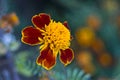 Tagetes erecta (marigolds)