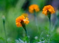 Tagetes erecta, marigolds flower in flowerd garden