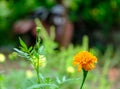 Tagetes erecta, marigolds flower in flowerd garden