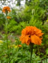 Tagetes erecta, marigolds flower in flowerd garden