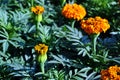 Tagetes erecta Marigolds glade blooming flowers and buds growing on dark green leaves Royalty Free Stock Photo