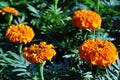 Tagetes erecta Marigolds glade blooming flowers growing on dark green leaves Royalty Free Stock Photo