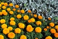 Tagetes erecta Marigolds glade yellow and orange blooming flowers and buds growing in flower bed Royalty Free Stock Photo