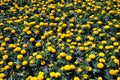 Tagetes erecta Marigolds glade yellow and orange blooming flowers and buds growing in flower bed Royalty Free Stock Photo