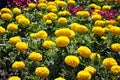 Tagetes erecta Marigolds glade yellow and orange blooming flowers growing Royalty Free Stock Photo