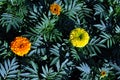 Tagetes erecta Marigolds yellow and orange blooming flowers growing on dark green leaves background Royalty Free Stock Photo