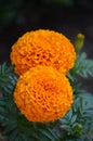 Orange African or aztec marigold flowers, tagetes erecta