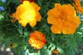 African marigold Tagetes erecta