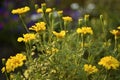 Tagetes erecta. Yellow marigold flowers in the summer garden. Large yellow flowers Royalty Free Stock Photo