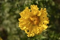 Tagetes erecta. Yellow marigold flowers in the summer garden. Large yellow flowers Royalty Free Stock Photo