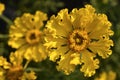 Tagetes erecta. Yellow marigold flowers in the summer garden. Large yellow flowers Royalty Free Stock Photo