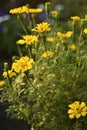 Tagetes erecta. Yellow marigold flowers in the summer garden. Large yellow flowers Royalty Free Stock Photo