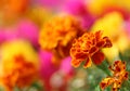 Tagetes flower Royalty Free Stock Photo