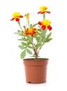 Tagetes flower Royalty Free Stock Photo