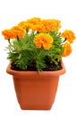 Tagetes flower in balcony flowerpot