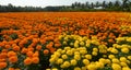 Tagetes flower fields in Soc Trang, Vietnam Royalty Free Stock Photo