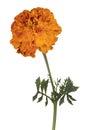Tagetes flower isolated Royalty Free Stock Photo