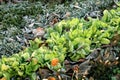 Tagetes flower with lettuce. Backyard ecological home garden cultivated in accordance with permaculture principles.