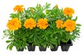 Tagetes flower seedlings in containers