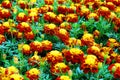 Tagetes flowers yellow, red and green background Royalty Free Stock Photo