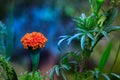 Tagetes is a genus of annual or perennial, mostly herbaceous plants in the sunflower family Asteraceae, in full bloom in a natural Royalty Free Stock Photo