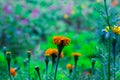 Tagetes is a genus of annual or perennial, mostly herbaceous plants in the sunflower family Asteraceae, in full bloom in a natural Royalty Free Stock Photo