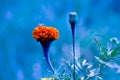 Tagetes is a genus of annual or perennial, mostly herbaceous plants in the sunflower family Asteraceae, in full bloom in a natural Royalty Free Stock Photo