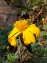 tagetes lucida flower in the garden. Royalty Free Stock Photo