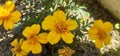 Tagetes Lucida Flowers Blooming on Green Leaves Background Royalty Free Stock Photo