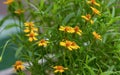 Tagetes lucida Mexican Tarragon yellow flowers, selected focus Royalty Free Stock Photo