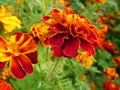 Tagetes Marigold Flowers on blurry background Royalty Free Stock Photo