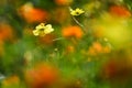 Tagetes Marigold Flowers in colorful background Royalty Free Stock Photo