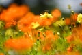 Tagetes Marigold Flowers in colorful background Royalty Free Stock Photo