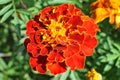 Tagetes marigold flowers grow in the garden. Royalty Free Stock Photo