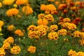 Tagetes marigold flowers. Orange red autumn flowers in garden. Fall floral background Royalty Free Stock Photo