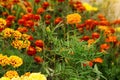 Tagetes marigold flowers. Orange red autumn flowers in garden. Fall floral background Royalty Free Stock Photo