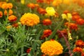 Tagetes marigold flowers. Orange red autumn flowers in garden. Fall floral background Royalty Free Stock Photo