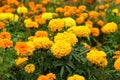 Tagetes marigold flowers. Yellow orange autumn flowers in garden. Fall floral background Royalty Free Stock Photo