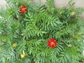 Tagetes or marigold is a genus of herbaceous annual or perennial plants in the daisy family Asteraceae.