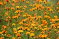 Tagetes marigolds flowers meadow Royalty Free Stock Photo